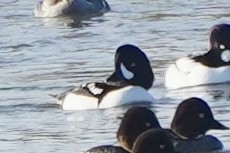 Barrow's Goldeneye - ML646246270