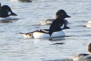 Barrow's Goldeneye - ML646246271