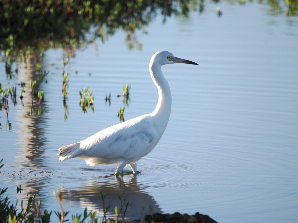 Little Blue Heron - ML646246272