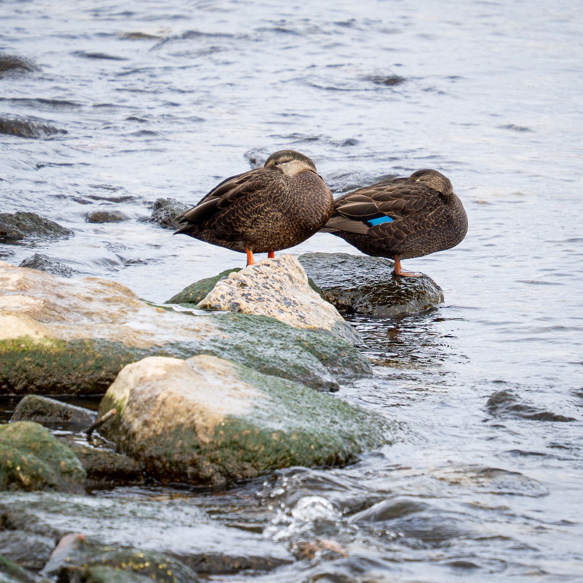 American Black Duck - ML646246273