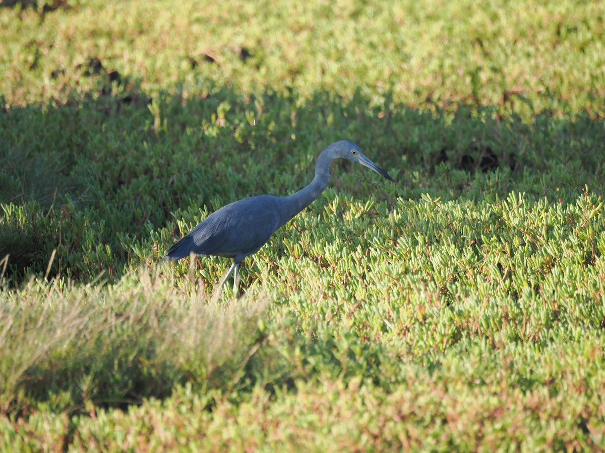 Little Blue Heron - ML646246276