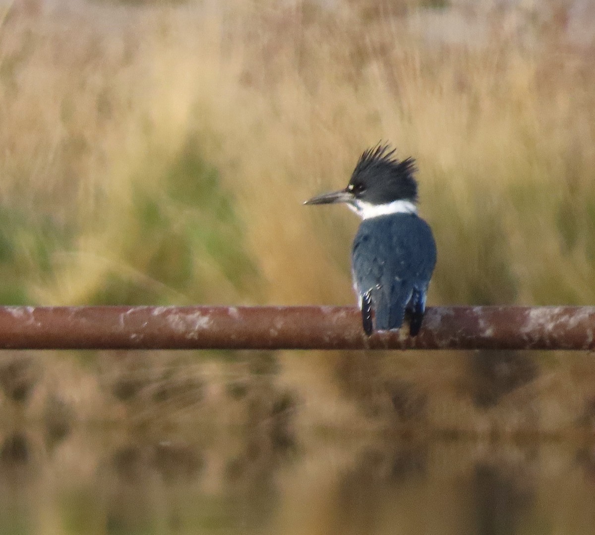Belted Kingfisher - ML646246279
