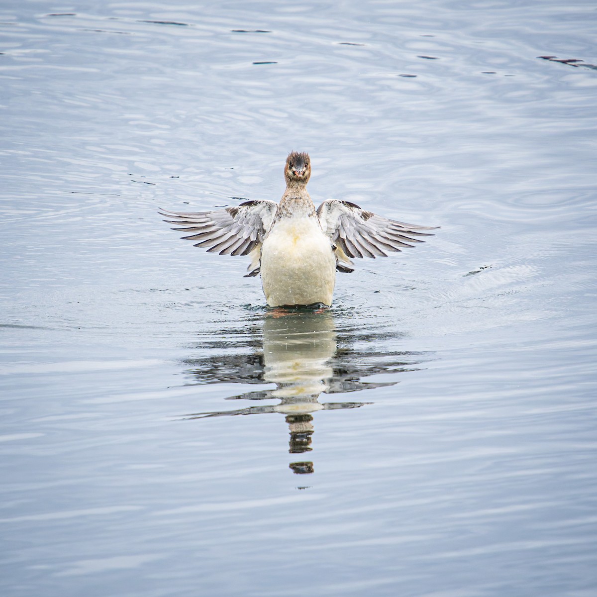 Red-breasted Merganser - ML646246280