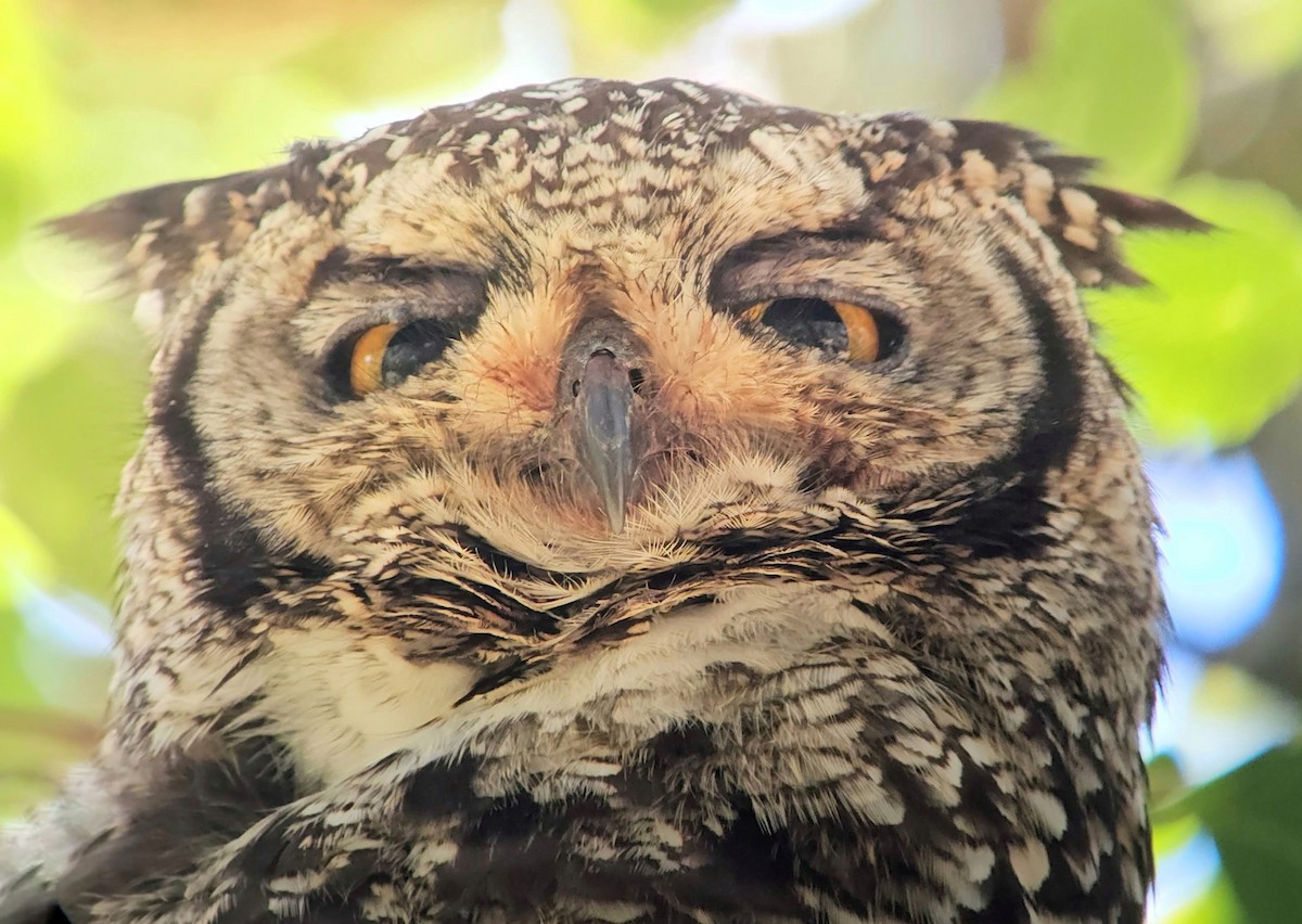 Spotted Eagle-Owl - ML646246282