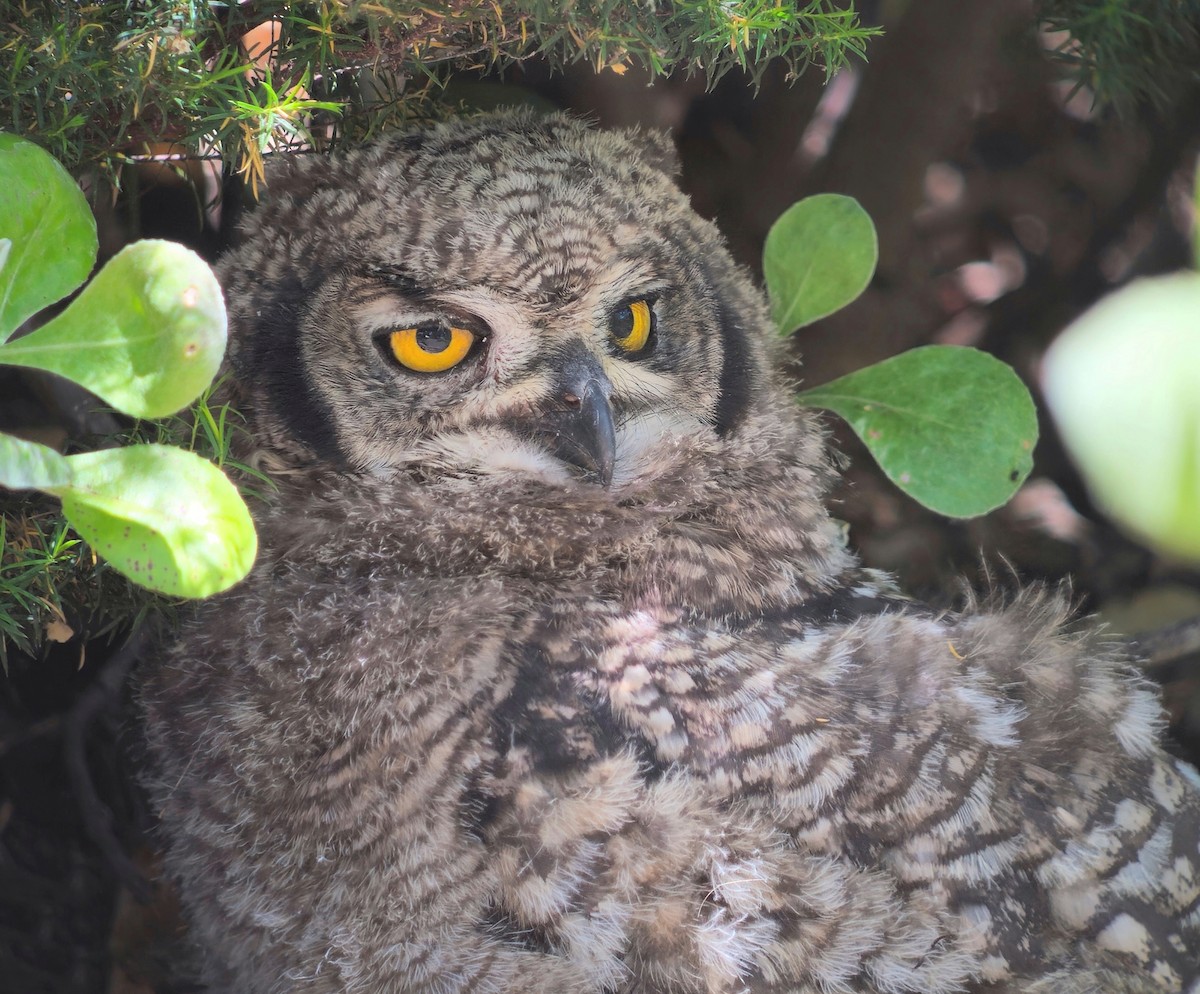 Spotted Eagle-Owl - ML646246283