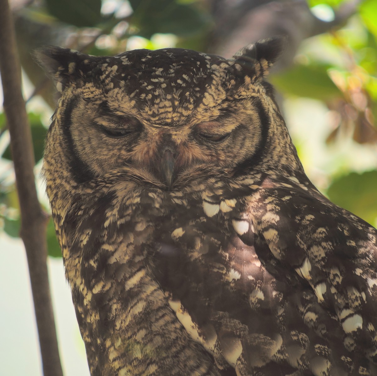 Spotted Eagle-Owl - ML646246284