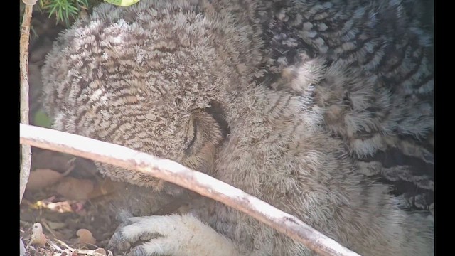 Spotted Eagle-Owl - ML646246285