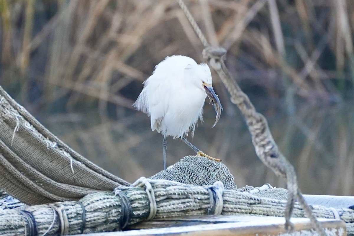 Snowy Egret - ML646246286