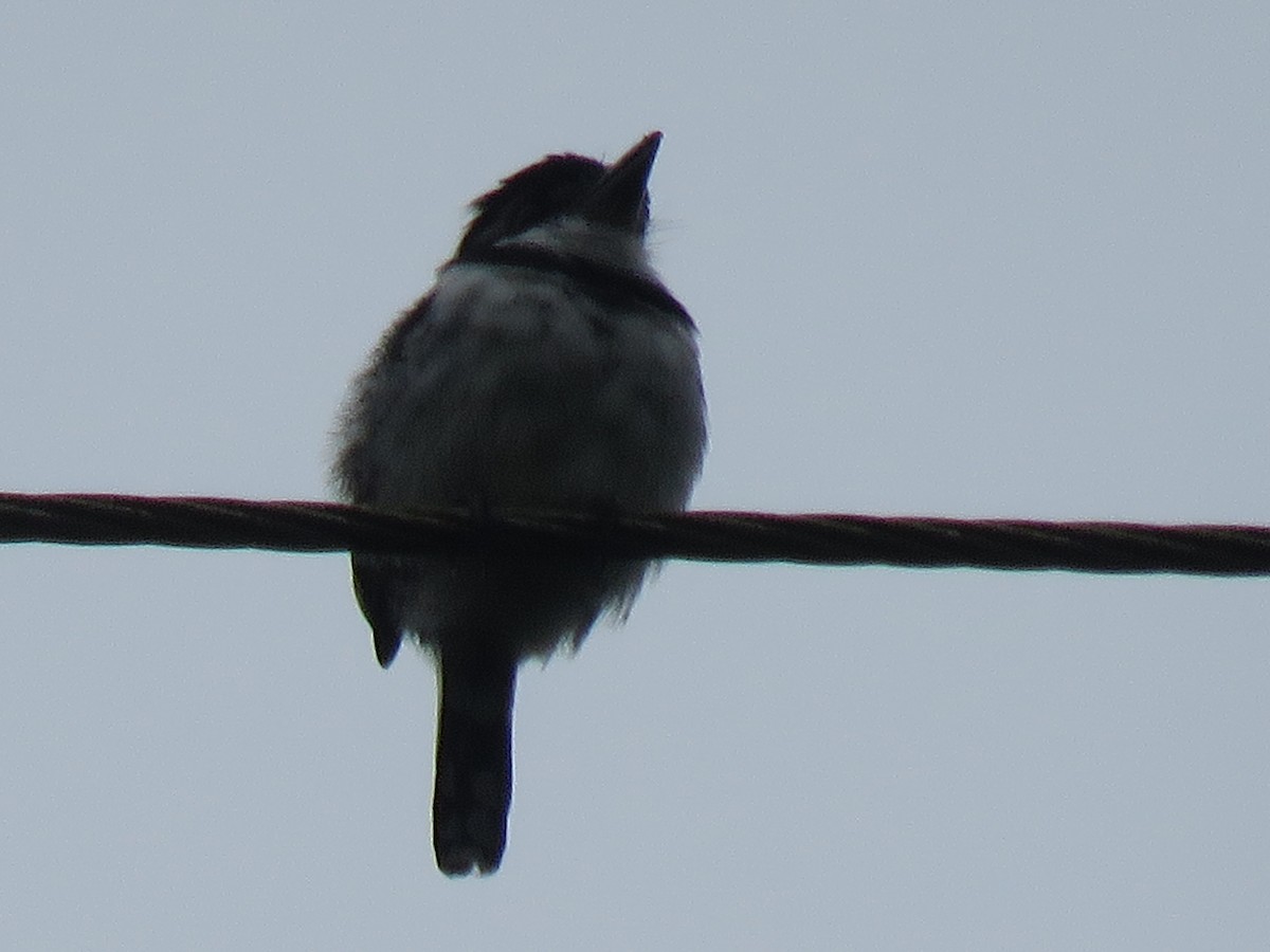 Pied Puffbird - ML646246290