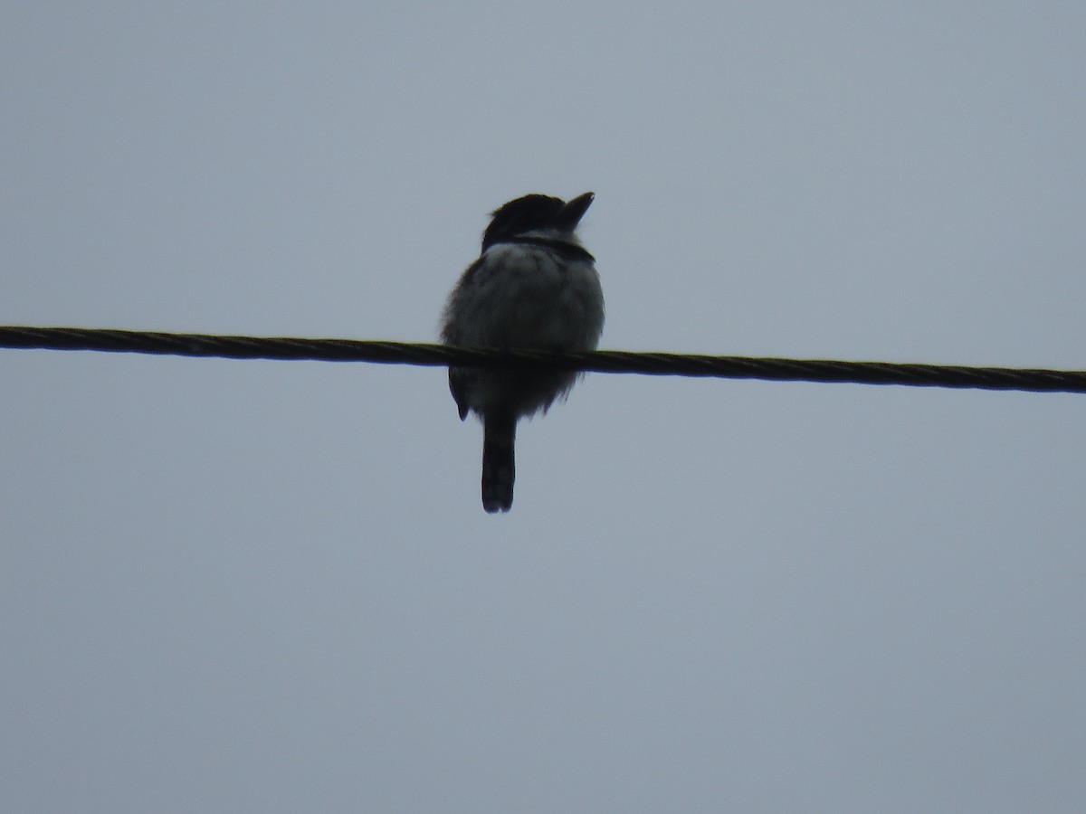 Pied Puffbird - ML646246292