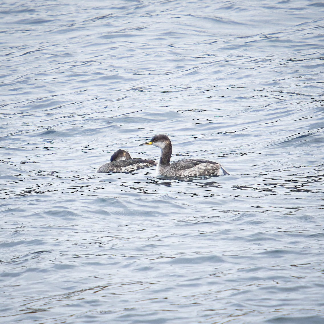 Somormujo Cuellirrojo - ML646246296