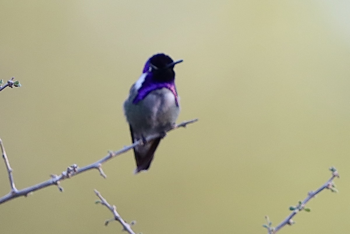 Costa's Hummingbird - ML646246297