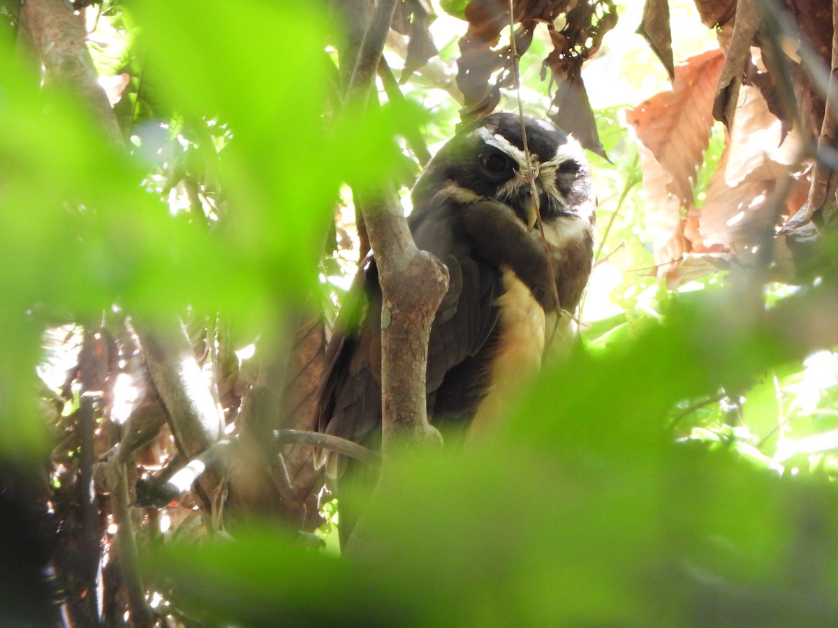 Spectacled Owl - ML646246303