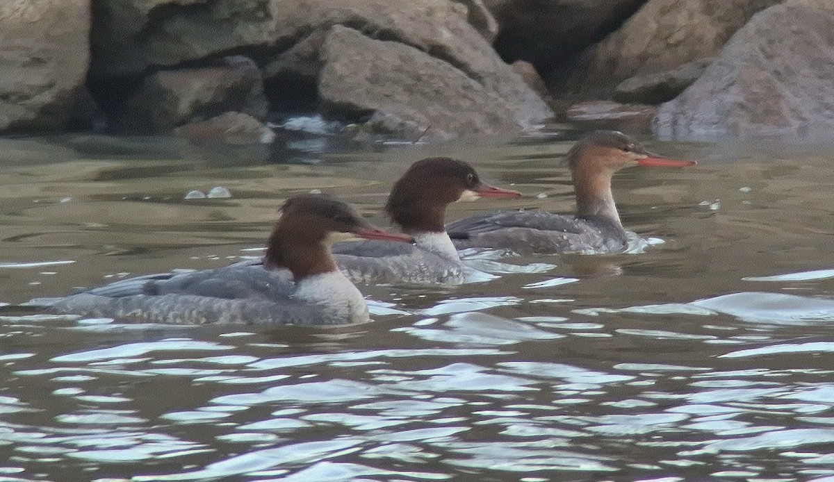 Red-breasted Merganser - ML646246305