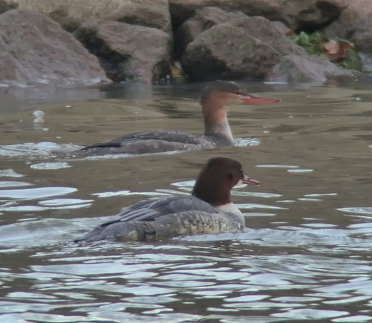 Red-breasted Merganser - ML646246306