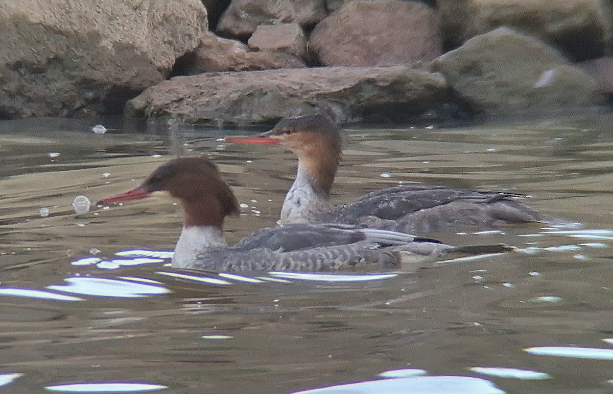 Red-breasted Merganser - ML646246307