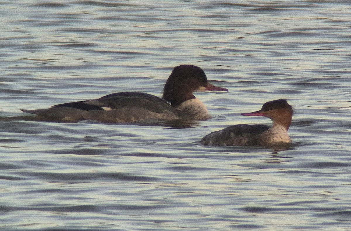 Red-breasted Merganser - ML646246308
