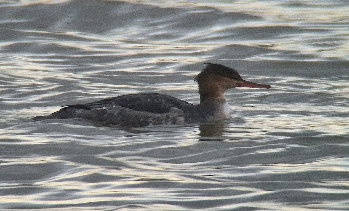 Red-breasted Merganser - ML646246309