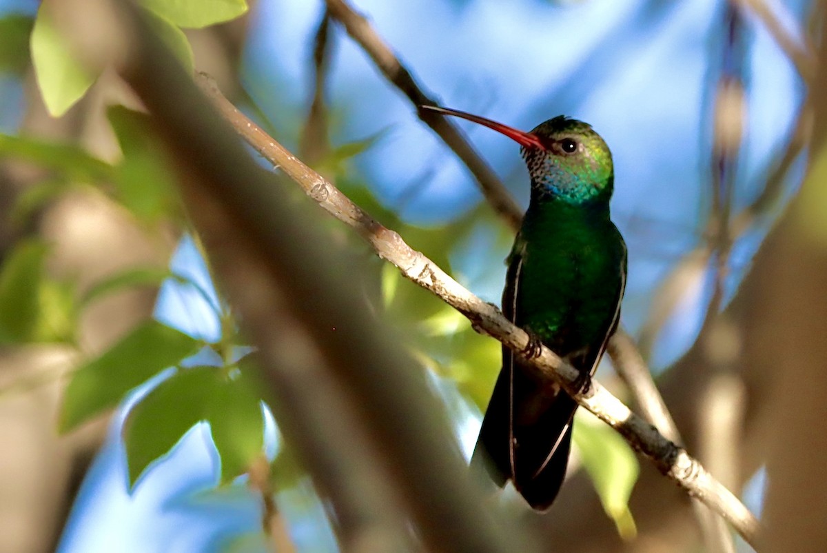 Broad-billed Hummingbird - ML646246312