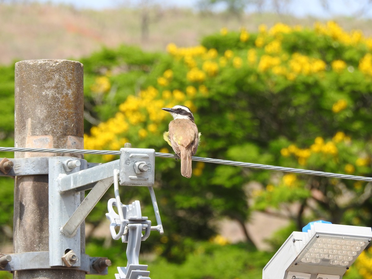 Great Kiskadee - ML646246314