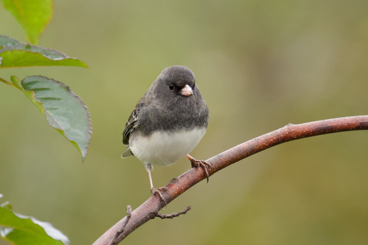 Dark-eyed Junco (Slate-colored) - ML646246316