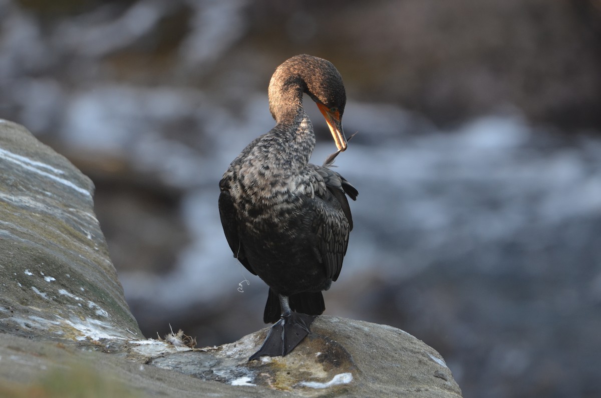 קורמורן אמריקני - ML646246320
