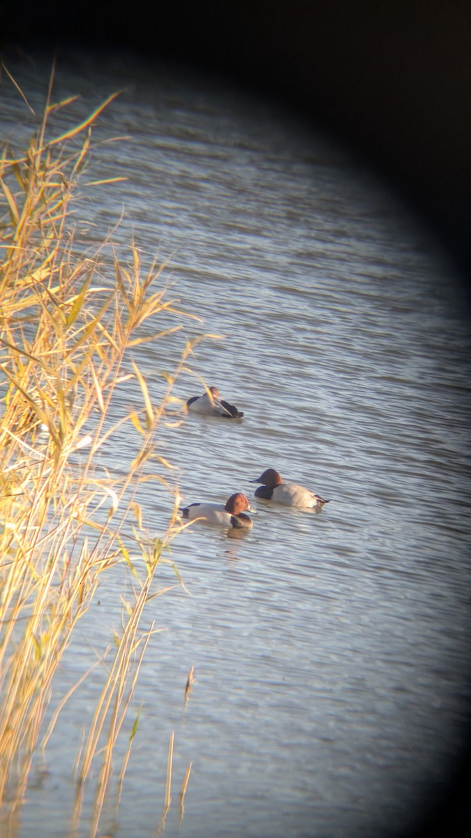 צולל חלודי - ML646246321