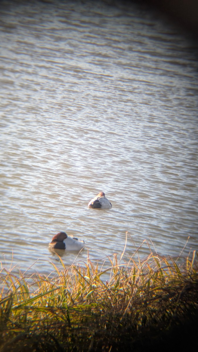 צולל חלודי - ML646246322