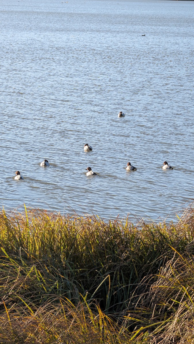 צולל חלודי - ML646246323
