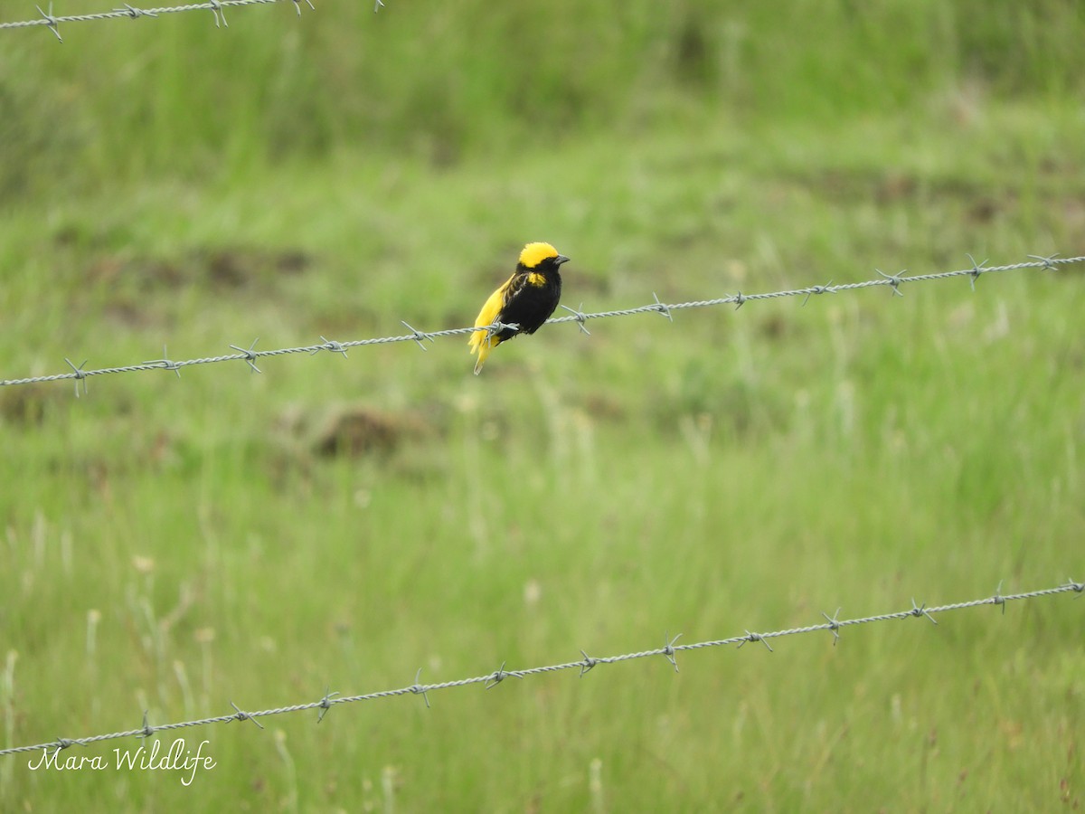 בישוף צהוב-כיפה - ML646246324