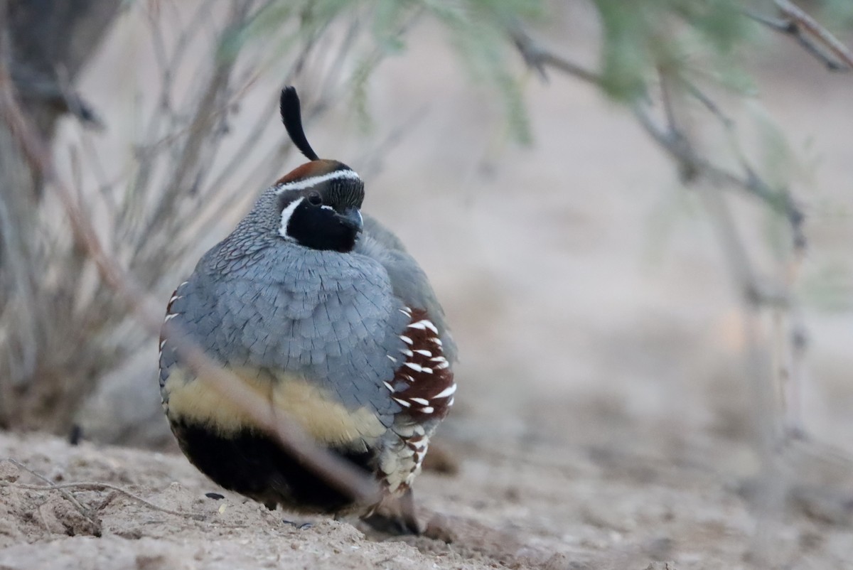 Gambel's Quail - ML646246327