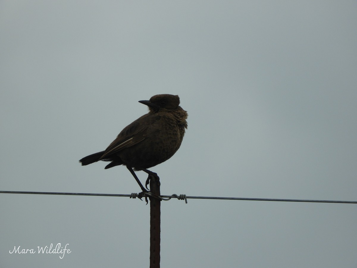 Southern Anteater-Chat - ML646246337