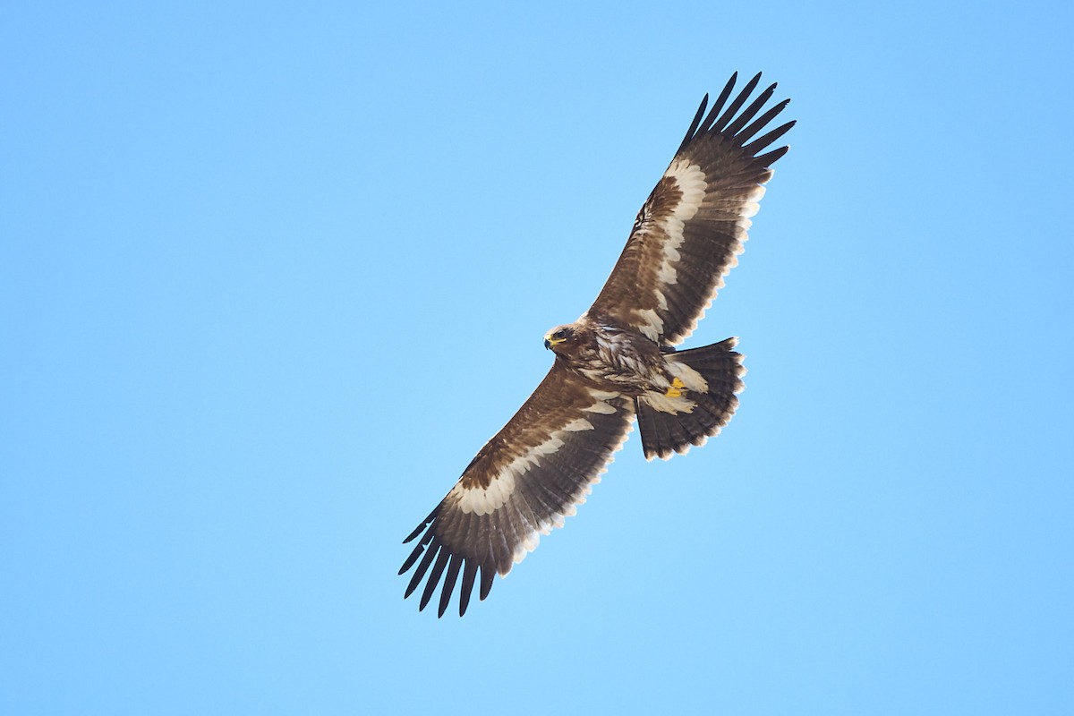 עיט ערבות - ML646246338