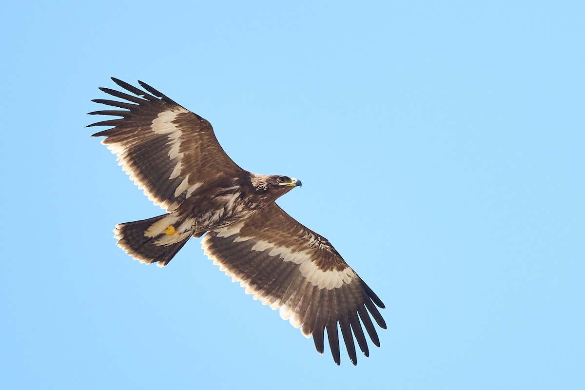 עיט ערבות - ML646246339