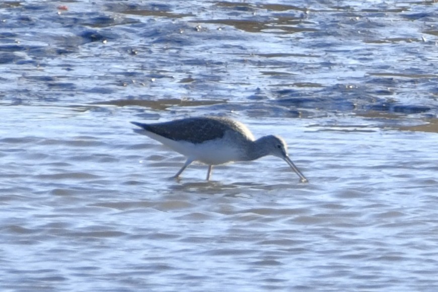 ביצנית עקודה - ML646246341