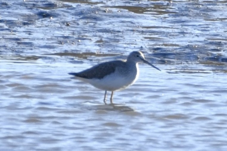 ביצנית עקודה - ML646246342