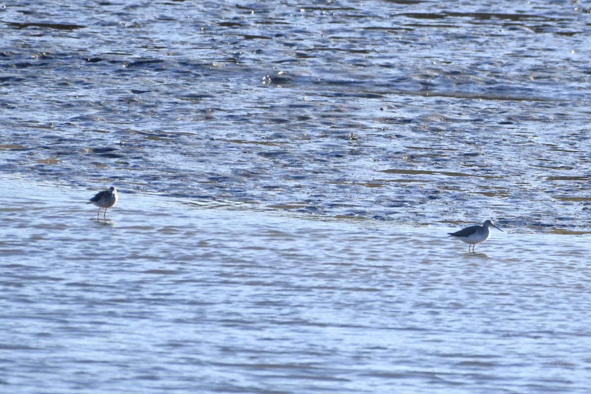 ביצנית עקודה - ML646246343