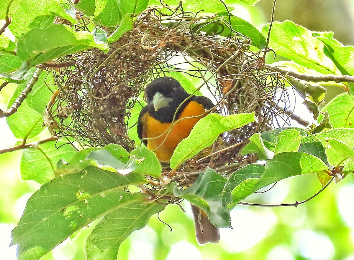 Dark-backed Weaver - ML646246344