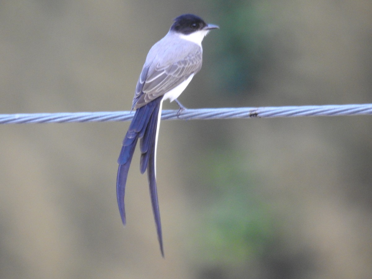 Fork-tailed Flycatcher - ML646246345