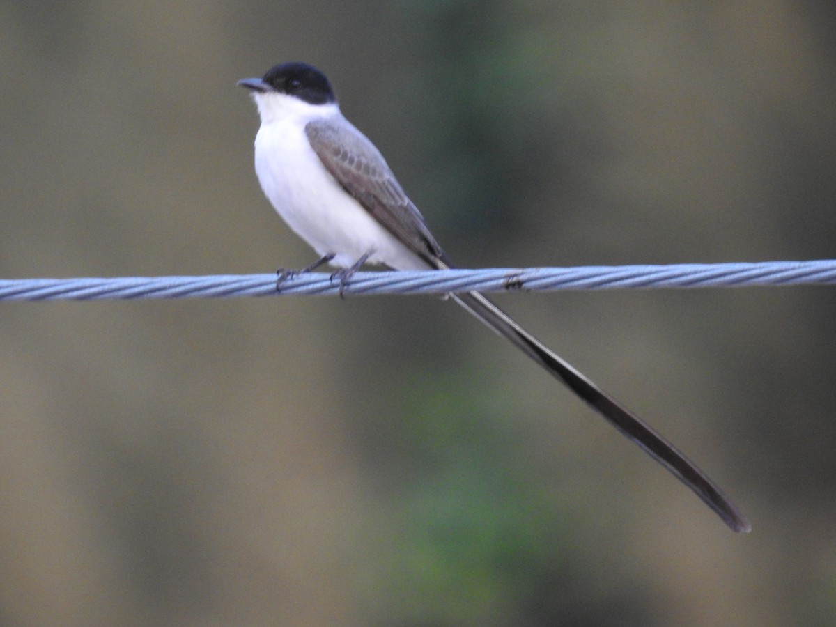 Fork-tailed Flycatcher - ML646246346