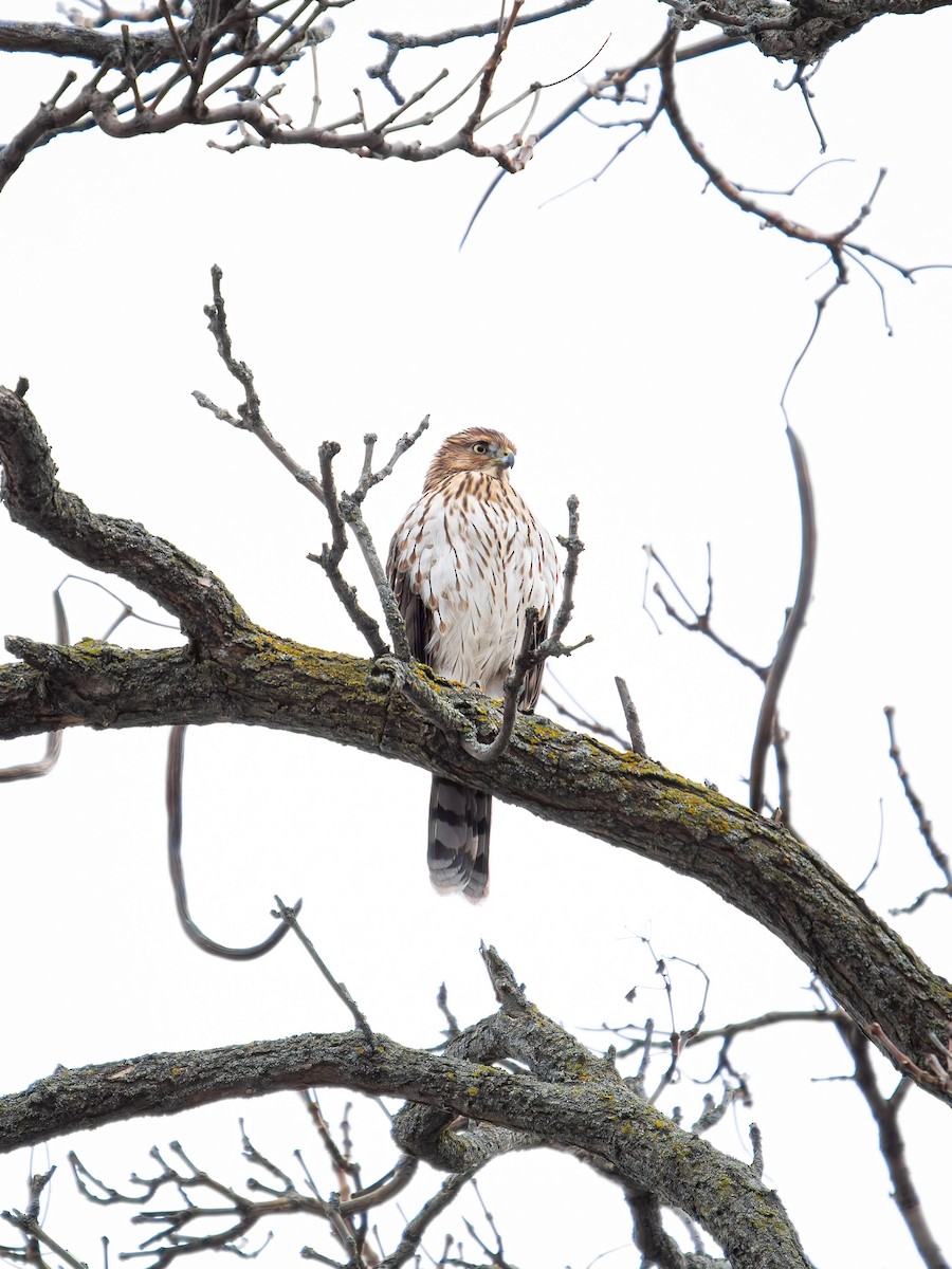 Cooper's Hawk - ML646246348