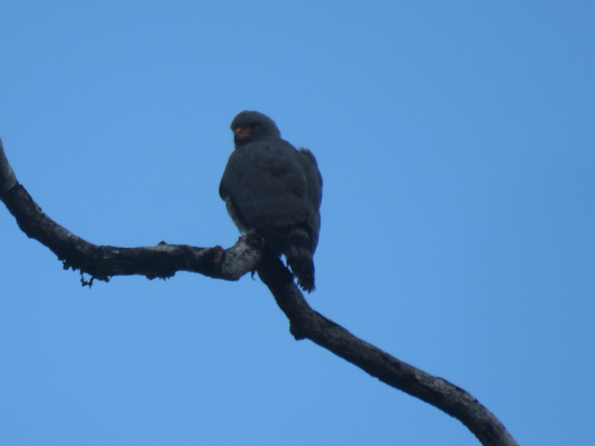 Roadside Hawk - ML646246349