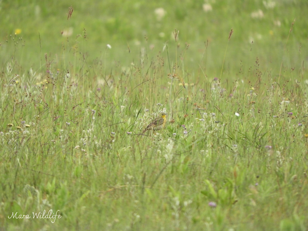 Yellow-breasted Pipit - ML646246350
