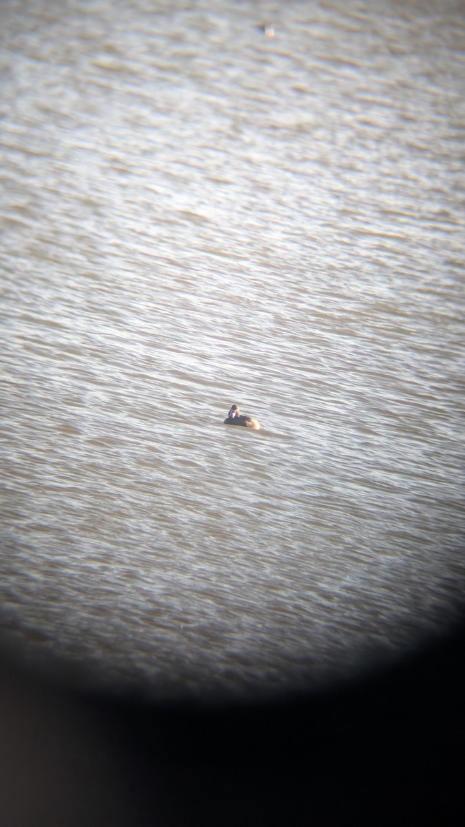 צולל מצויץ - ML646246351