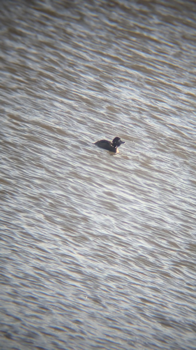 צולל מצויץ - ML646246352