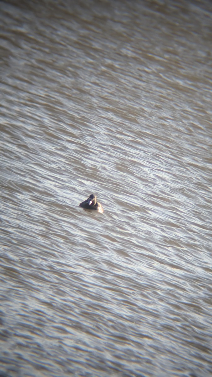 צולל מצויץ - ML646246353