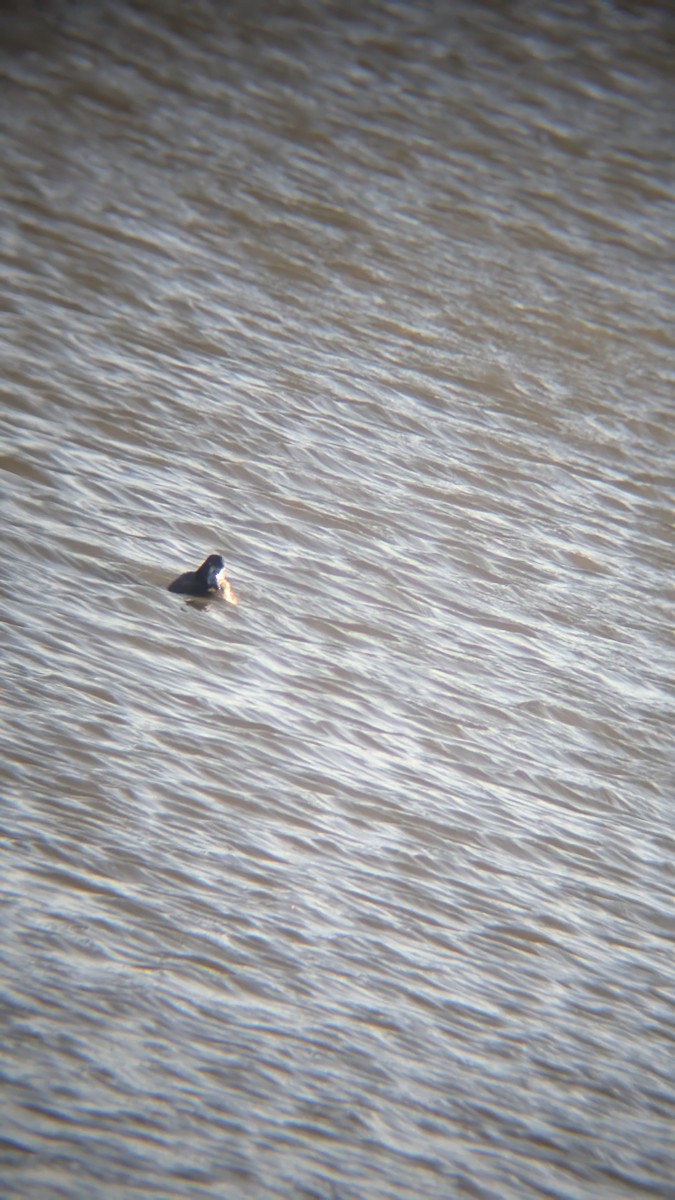 צולל מצויץ - ML646246354