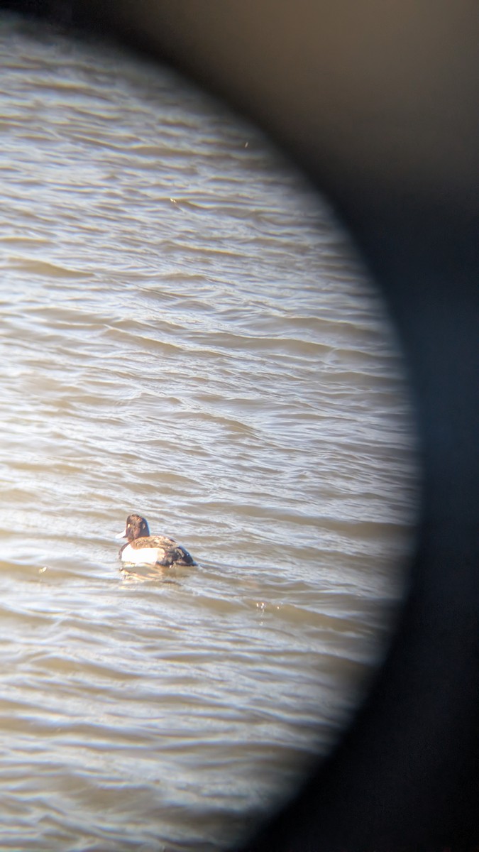 צולל מצויץ - ML646246355