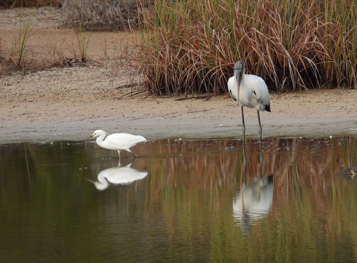 לבנית אמריקנית - ML646246356
