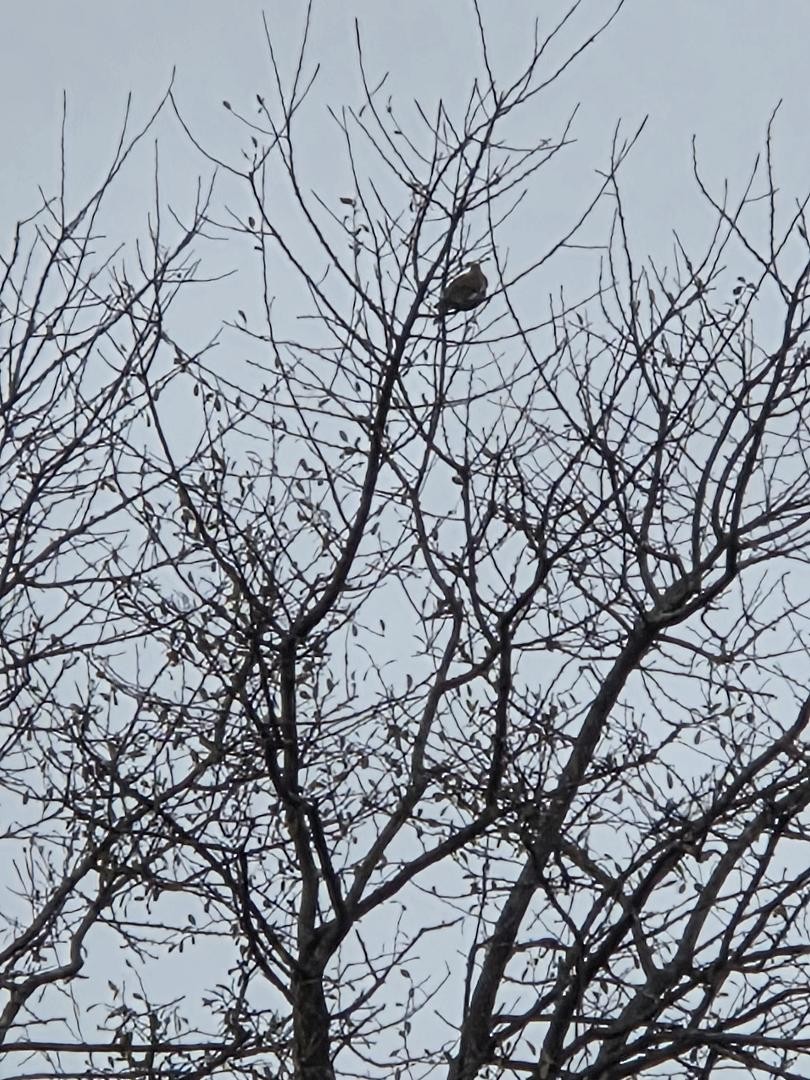 White-winged Dove - ML646246358